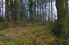 Man arrested over discovery of body in Wicklow woodlands