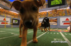 Puppy Bowl is an actual real thing which 10 million people watch