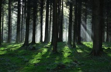 Sale of Irish forest 'cannot be justified' on economic grounds