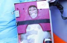 Iran's space monkey doesn't look happy