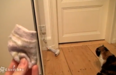 Take a break and watch this video of Cat versus Baby Sock