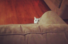 This is Sam, the cat with eyebrows