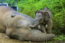 13 endangered Borneo elephants found dead in one month