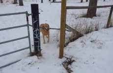 VIDEO: Come on boy, you can do it