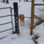 VIDEO: Come on boy, you can do it