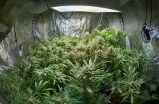 Grow Houses: Do you know what your tenants are doing?