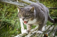 Cats are on a murderous rampage (in the USA)