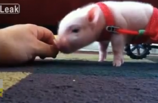 Happy Friday, here's a piglet in a wheelchair