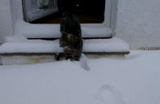 WATCH: 5 animals encountering snow for the first time