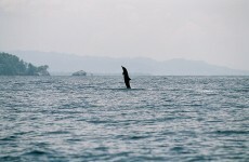 Australia saves 150 dolphins from shallow water