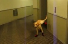If you don't laugh at these dogs in shoes, you might be dead inside