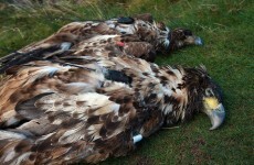 White-tailed eagles found poisoned in Co Cork