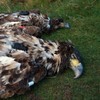 White-tailed eagles found poisoned in Co Cork