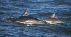 PHOTOS: Just some dolphins and whales hanging out off Wexford