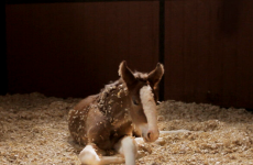 Meet Hope, the baby Clydesdale from the Super Bowl ads