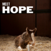 Meet Hope, the baby Clydesdale from the Super Bowl ads