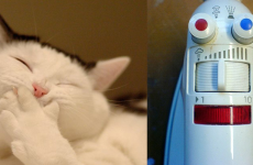 7 cats who are delighted with the new Monopoly (and 3 irons that are not)
