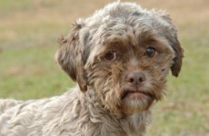You've seen the dog that looks like a man, right?