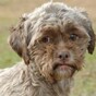 You've seen the dog that looks like a man, right?