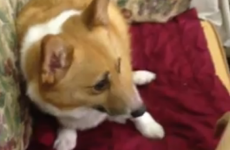VIDEO: This dog has EXACTLY the right reaction to medicine