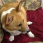VIDEO: This dog has EXACTLY the right reaction to medicine