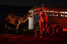 Camel that escaped twice 'wanted to be around other animals'