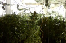 PICS: Cannabis factory uncovered in Ballynahinch
