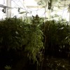 PICS: Cannabis factory uncovered in Ballynahinch
