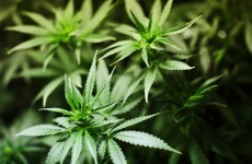 Gardaí seize 130k worth of cannabis in Lusk