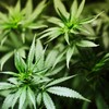 Gardaí seize 130k worth of cannabis in Lusk
