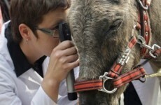 Parasailing donkey dies from heart attack
