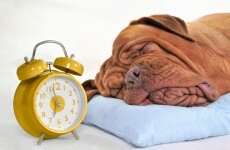 Poll: Are you a snoozer?