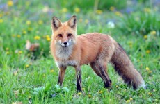 Animal rights groups condemn 'brutal attack' on fox in Laois