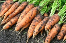 Food growing set to be added to UK curriculum - what about Ireland?