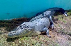 Filipino town goes into mourning over death of killer crocodile
