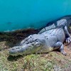 Filipino town goes into mourning over death of killer crocodile