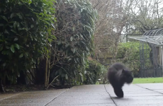 Take a break and meet Caffrey, the cat with two legs (VIDEO)