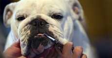 Highs and lows of America’s biggest dog show