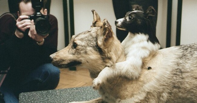 dog with two heads experiment