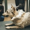The history of the two-headed dog experiment