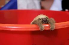 This might be the cutest thing you see this week, nay THIS YEAR