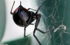 OUCH: Golfer bitten by black widow spider used a tee to drain the venom