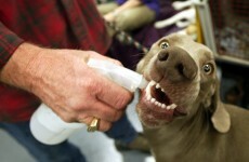 Worst in show? 23 dogs who’d rather be anywhere else