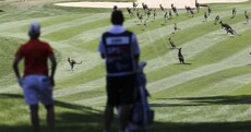 A mob of kangaroos delayed a golf tournament in Australia