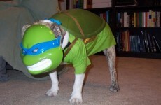 12 of the best Teenage Mutant Ninja Turtles costumes ever
