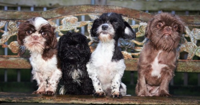 New life for rescued Leitrim dogs as they are rehomed