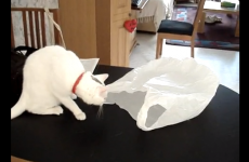 Take a break and watch these cats versus plastic bags
