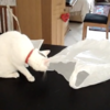 Take a break and watch these cats versus plastic bags