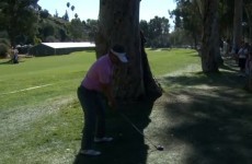 VIDEO: Luke Donald claims birdie with impossible shot from behind a tree
