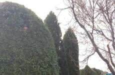 Forget Planking, Horsemaning and Owling…. Hedge Facing is the new thing